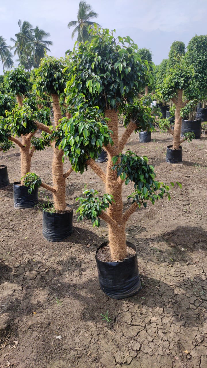 Best Kadiyam Nursery Call 6309717556, Kadiyam Nursery /kadiyam Online